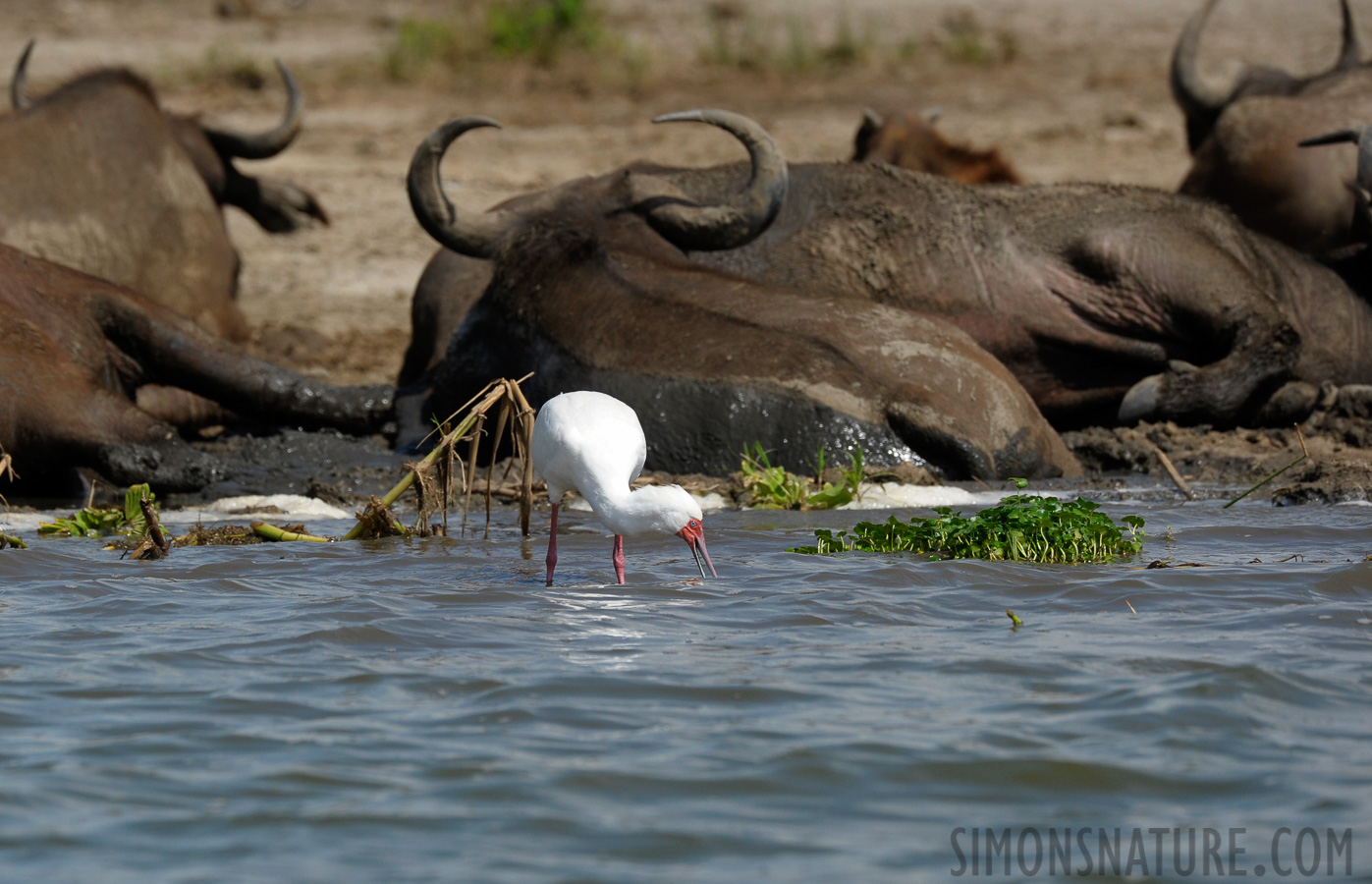 Platalea alba [400 mm, 1/2500 Sek. bei f / 7.1, ISO 800]